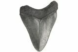 Serrated, Fossil Megalodon Tooth - South Carolina #187785-1